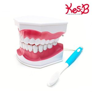 [캐스B]네이처 이가빠지는 치아모형